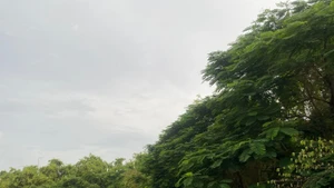 Co Island Ecotourism Site, Hai Phong