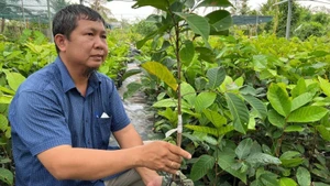 Local people in Cho Lach District produce seedlings for markets nationwide. (Photo: HOANG TRUNG)
