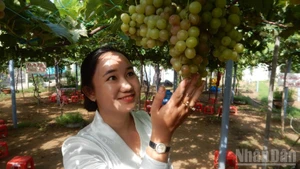 Bringing grapes to alluvial land for tourism