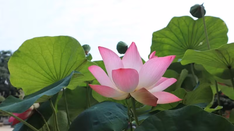 The lotus symbolises both simple and noble features like Uncle Ho’s personality.