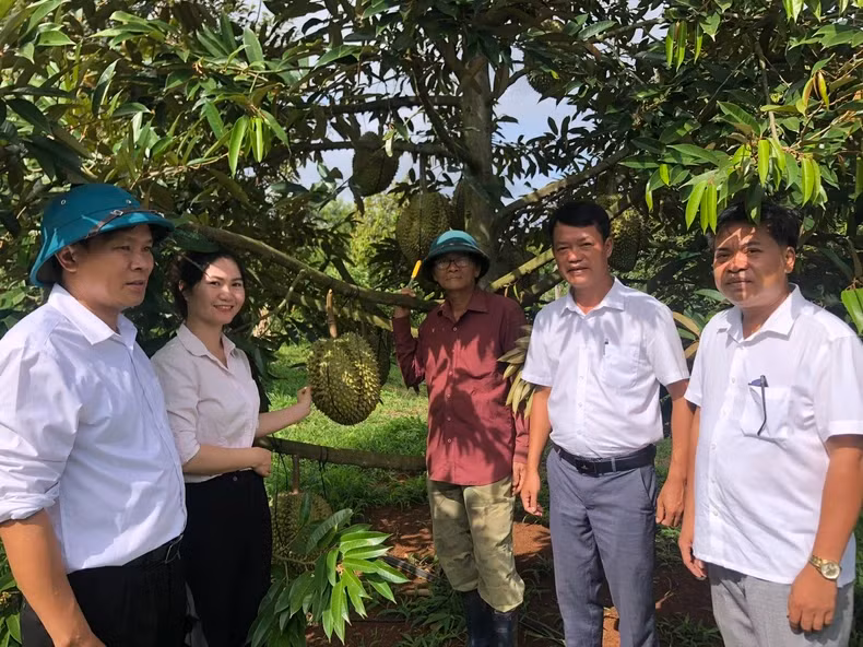 Local officials visit the durian orchard of Nguyen Dinh Sao’s family in Ea Ly Commune, Song Hinh District, Phu Yen Province. (Photo: Van Thuy)