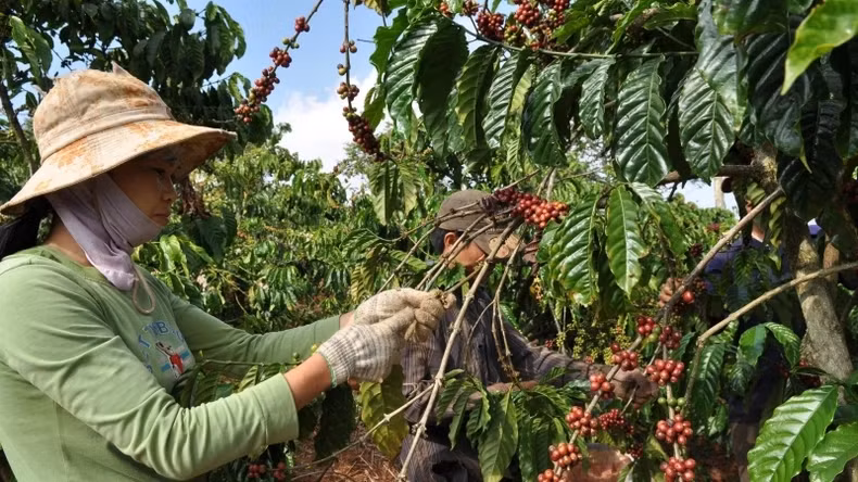 The coffee industry is expected to benefit when the FTA ecosystem comes into existence. The coffee industry is expected to benefit when the FTA ecosystem comes into existence.