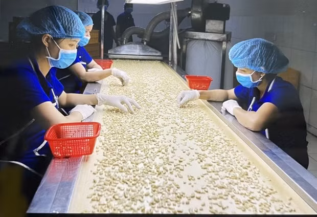 Cashew nut processing for export. The manufacturing sector and international trade are showing signs of recovery, which is driving economic growth this year. (Photo: VNA)