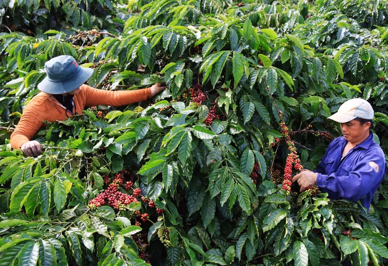 Coffee prices have continuously reached peaks, from 45,000 VND per kg in 2023 to nearly 140,000 VND per kg. (Illustrative image/Photo: HA ANH)