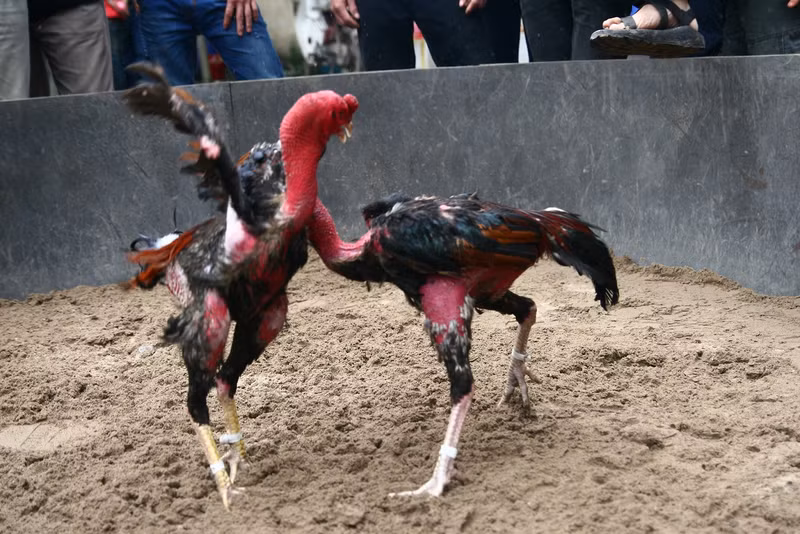 Cockfighting, a long-standing form of popular entertainment, is organised during traditional festivals throughout Vietnam.