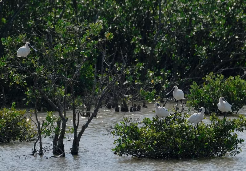 The black-faced spoonbill, an endangered species, is the symbol of Xuan Thuy National Park.