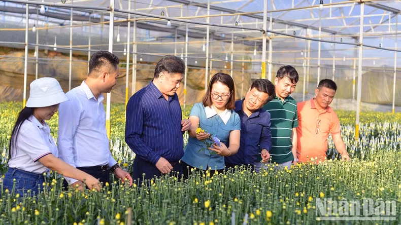 A delegation of the National Agricultural Extension Centre visits a high-tech flower production model in Da Lat City (Photo: NDO)
