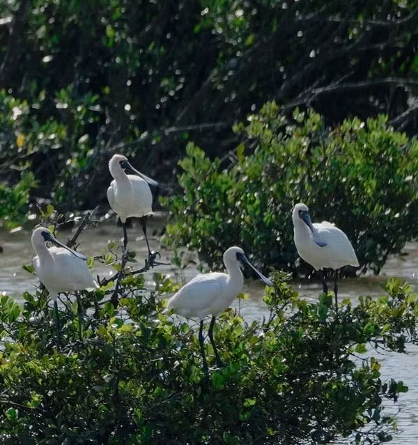 The black-faced spoonbill is the symbol of Xuan Thuy National Park.