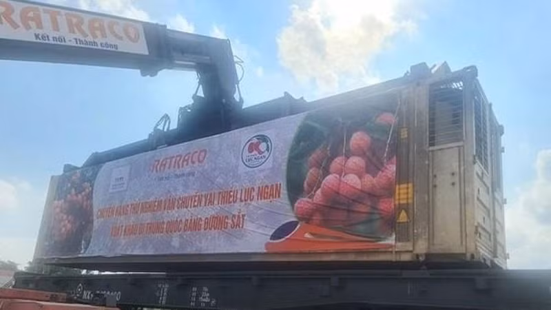 The first batch of Bac Giang’s Luc Ngan fresh lychee successfully exported to China by train.