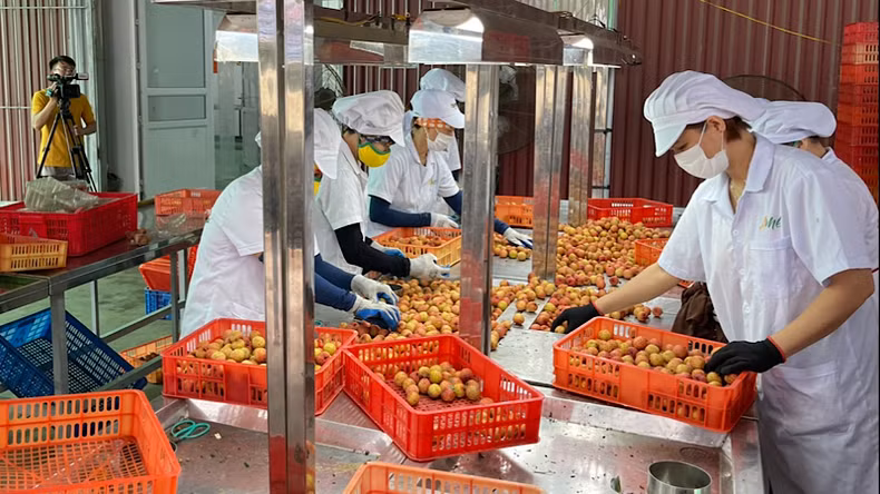 Workers at Ameii Vietnam JSC preliminarily process lychee for export to Japan.