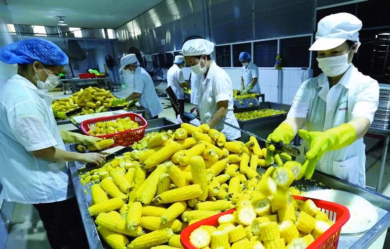 Vietnamese businesses need to fully understand the regulations and business practices of the Israeli market and their partners