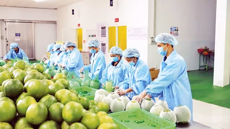 Fruit processing for export (Photo: MINH HA)