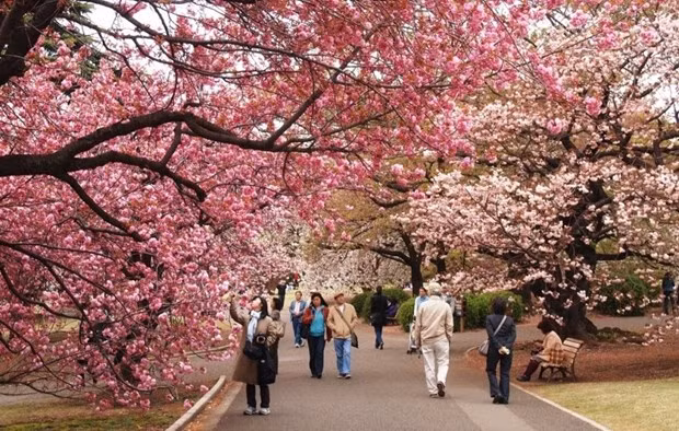 The number of Vietnamese visitors to Japan in 2023 reached a new record of 573,900 (Photo: hanoimoi.vn)