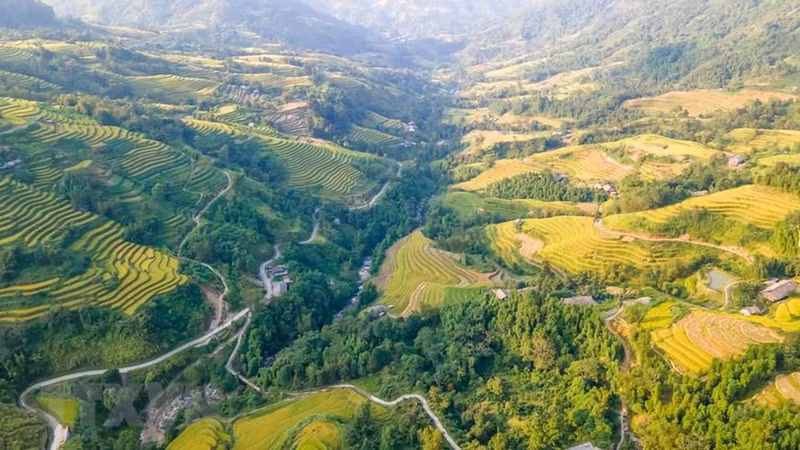 Ripe rice casts golden glow on terraced fields in Ha Giang (Photo: VNA) Ripe rice casts golden glow on terraced fields in Ha Giang (Photo: VNA)