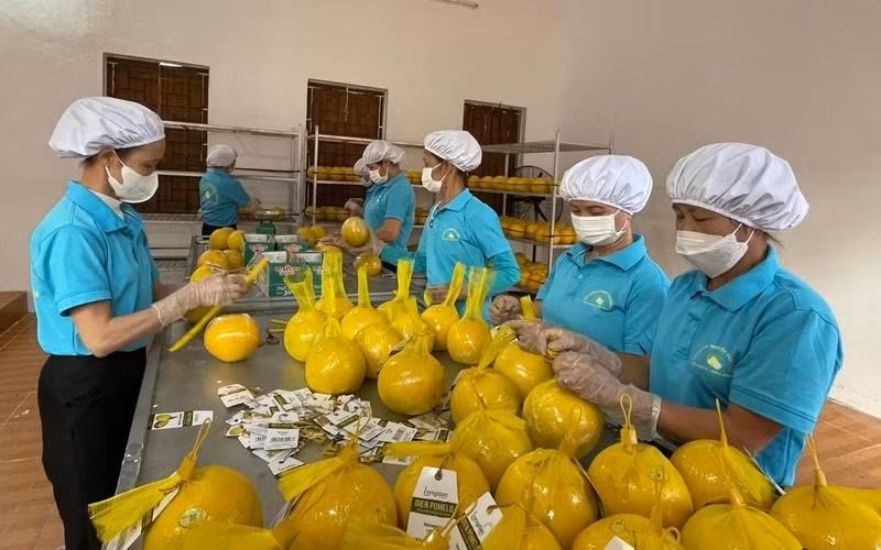 Workers package Dien pomelo before exporting the products to the UK. (Photo: NDO)