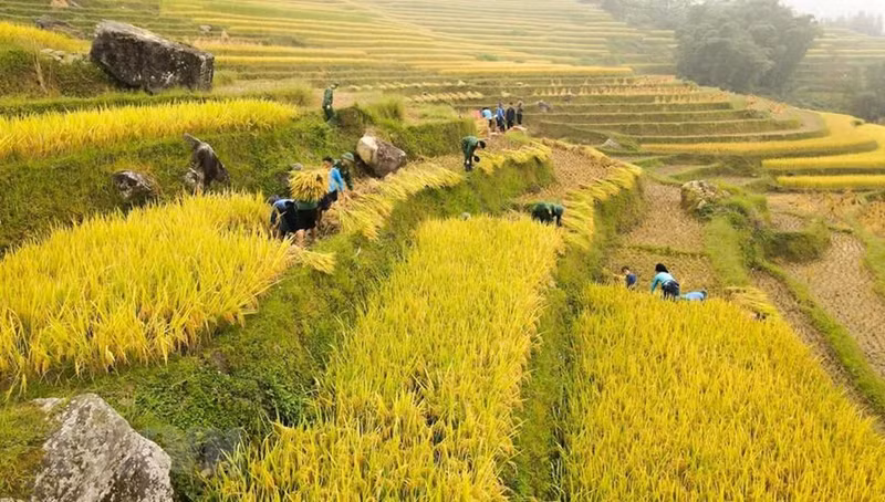 Border guards help the local people in harvesting rice. (Photo: VNA) Border guards help the local people in harvesting rice. (Photo: VNA)