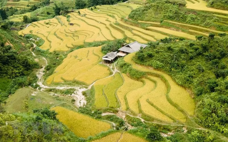 When they are seen from afar, the golden terraced fields look like a silk carpet with the sweet scent of ripe rice floating in the breeze. (Photo: VNA) When they are seen from afar, the golden terraced fields look like a silk carpet with the sweet scent of ripe rice floating in the breeze. (Photo: VNA)