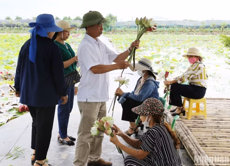 In addition to enjoying the romantic scenery on Van Dai lotus pond, visitors also experience how to pick and bunch lotus flowers. In addition to enjoying the romantic scenery on Van Dai lotus pond, visitors also experience how to pick and bunch lotus flowers.