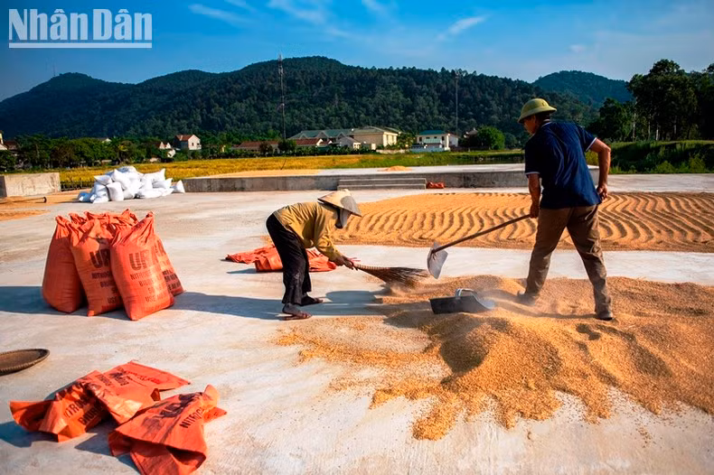 In Pictures: Golden season in Ha Tinh ảnh 5
