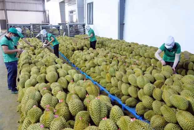 Vietnam is likely to earn 1 billion USD from durian exports this year. (Photo: VNA)