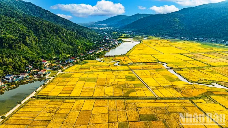 Yellow colour becomes the main colour on the roads.