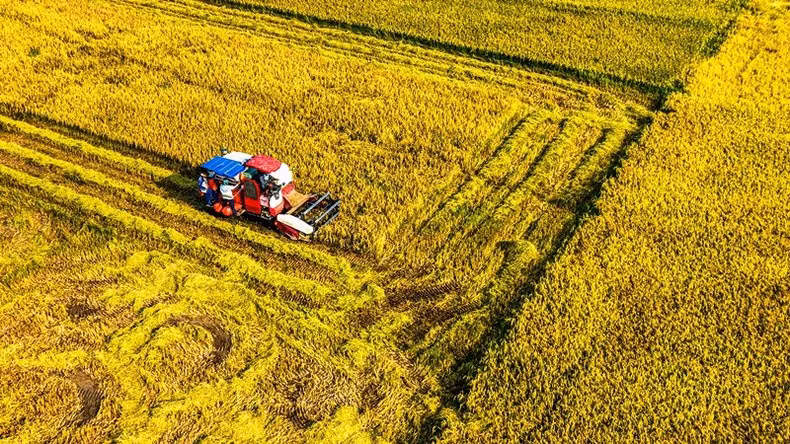The reaper replaces human power to run in the fields of concentrated production.
