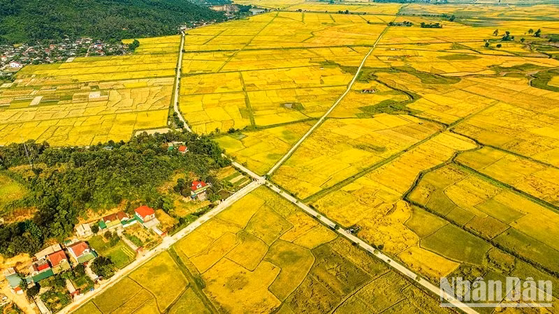 The golden fields.