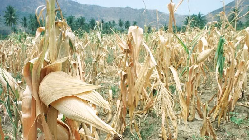 Corn fields dry up as Philippine South Grapples with El Nino. (Photo: AFP/VNA)