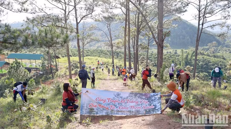Afforestation at the Ta Nang camping picnic area. Afforestation at the Ta Nang camping picnic area.