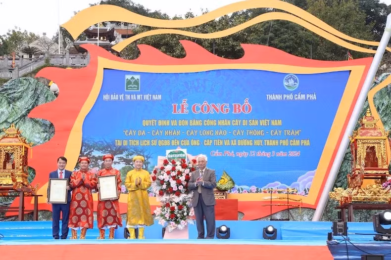 The decision and certificate of recognition of Vietnamese Heritage Trees to the trees at the relic complex of Cua Ong Temple - Cap Tien Temple presented.