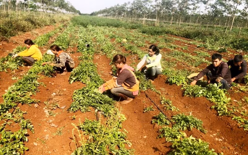 Ginseng growing garden according to GACP-WHO standards in Chu Pong commune, Chu Se (Gia Lai).