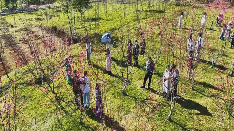 A large number of visitors visit and enjoy the peach garden.
