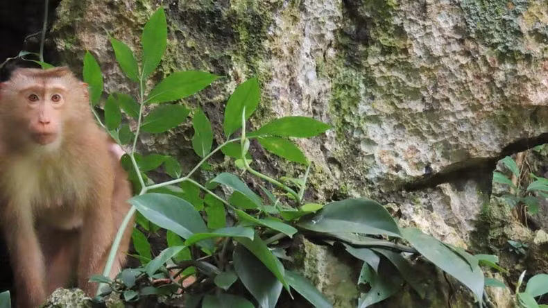 Rare and precious animals at Than Sa-Phuong Hoang Nature Reserve. Rare and precious animals at Than Sa-Phuong Hoang Nature Reserve.