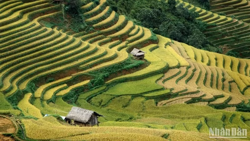 Rice harvest season in Mu Cang Chai, Yen Bai. (Photo: Vu Linh)