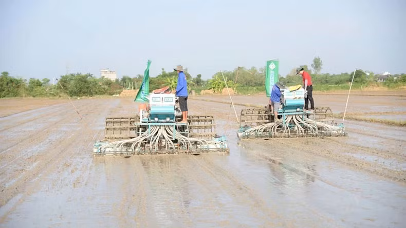 Pilot models under the 'One million hectare of high-quality rice project' remain small in scale—ranging from a few hundred to a few thousand hectares or tens of thousands of tonnes of rice. Pilot models under the 'One million hectare of high-quality rice project' remain small in scale—ranging from a few hundred to a few thousand hectares or tens of thousands of tonnes of rice.