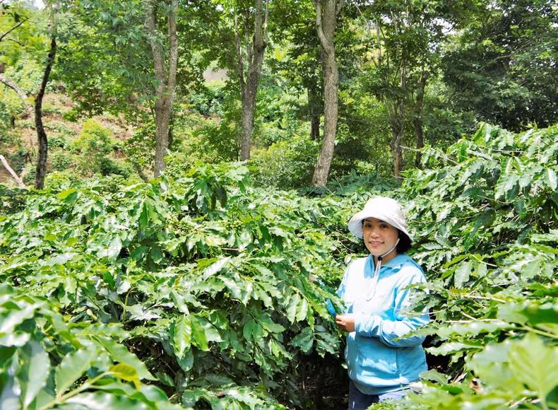 Model of biodiversity coffee forest garden by Ngoc Tram.