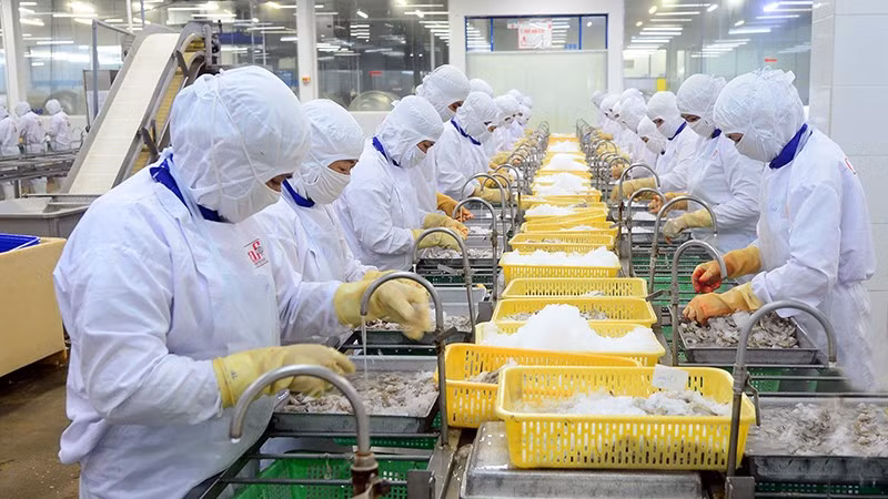 Processing seafood for export at Cafatex Seafood Joint Stock Company in Hau Giang Province. (Photo: Tran Quoc) Processing seafood for export at Cafatex Seafood Joint Stock Company in Hau Giang Province. (Photo: Tran Quoc)