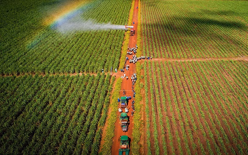 Sugarcane farm of an investment group in Tay Ninh.