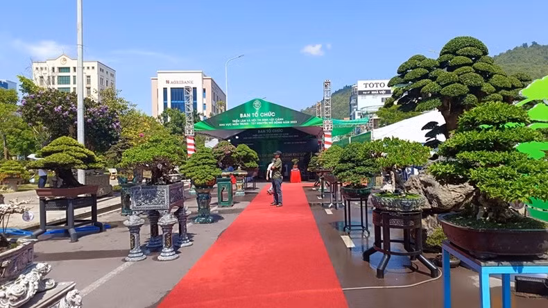 Hundreds of bonsai works are displayed at the exhibition.