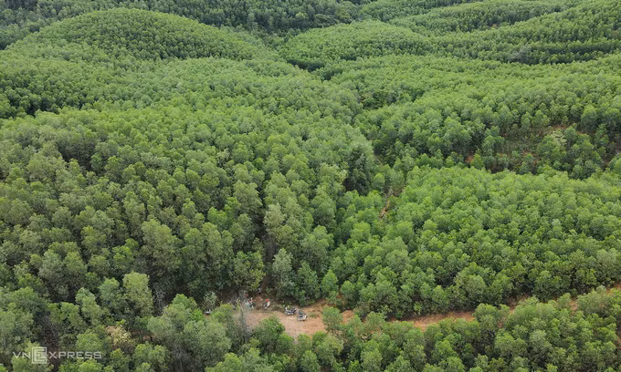  Forest in Quang Tri Province in central Vietnam. (Photo: VnExpress/Hoang Tao)