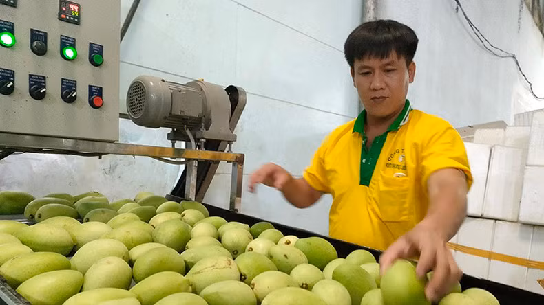 Mango for export at Kim Nhung Co., Ltd., Cao Lanh City, Dong Thap Province. (Photo: Huu Nghia) Mango for export at Kim Nhung Co., Ltd., Cao Lanh City, Dong Thap Province. (Photo: Huu Nghia)