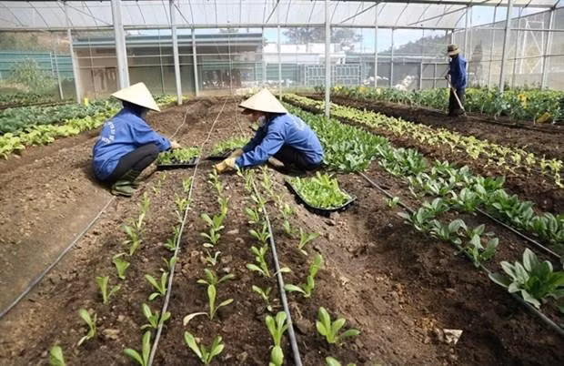 Two farmers take care of organic vegetables at a greenhouse in Lam Dong province (Photo: VNA)