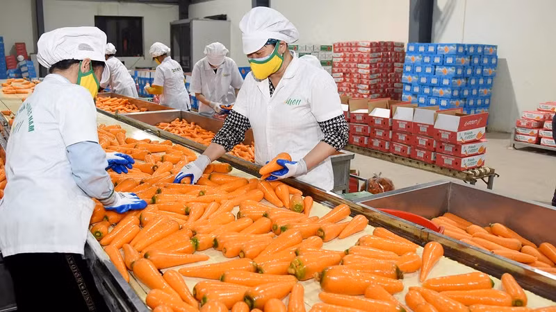 Processing carrots for export at AMEII Vietnam Joint Stock Company, Hai Duong Province. (Photo: TRAN DUC)