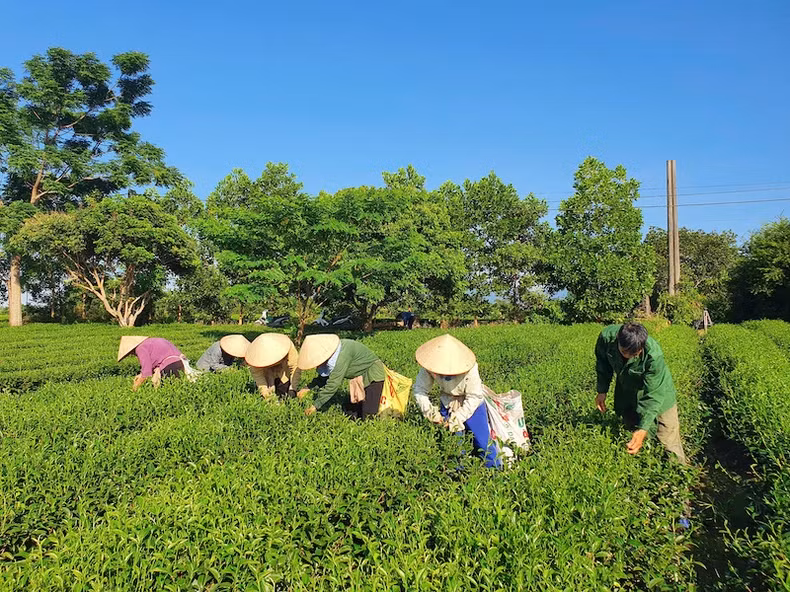 The tea harvesting process is carried out according to the standard of "1 bud, 2 leaves"