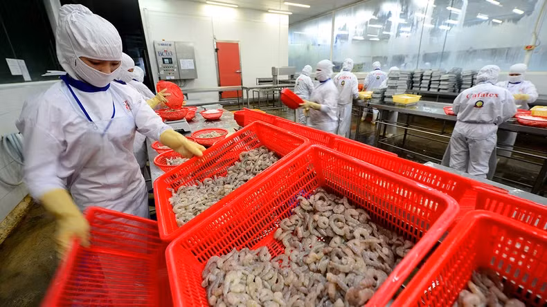 Processing seafood for export at Cafatex Hau Giang Seafood Joint Stock Company. (Photo: ANH TUAN)