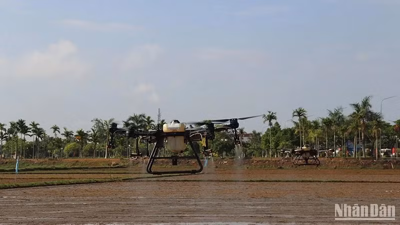 Using drones to spray pesticides in agricultural production in Mo Duc District.
