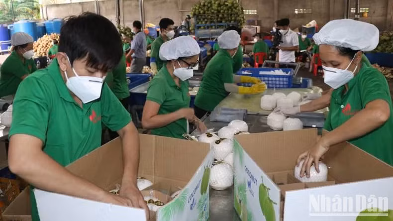 Ben Tre coconut products exported to 90 countries and territories. (Photo: HOANG TRUNG) Ben Tre coconut products exported to 90 countries and territories. (Photo: HOANG TRUNG)