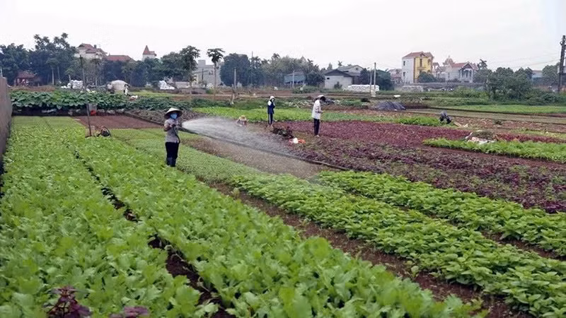 Farmers caring for vegetables in Hoai Duc District (Hanoi). (Photo: VU SINH)