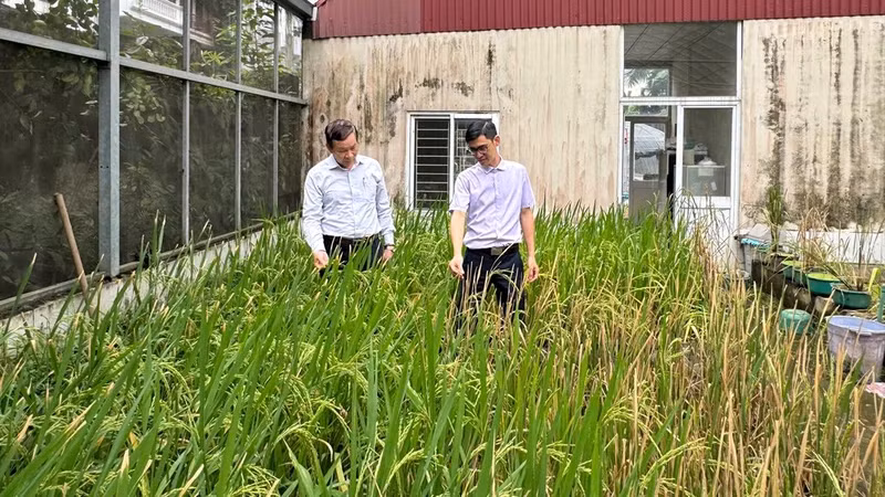 The experimental area for rice research of the Agricultural Genetics Institute.