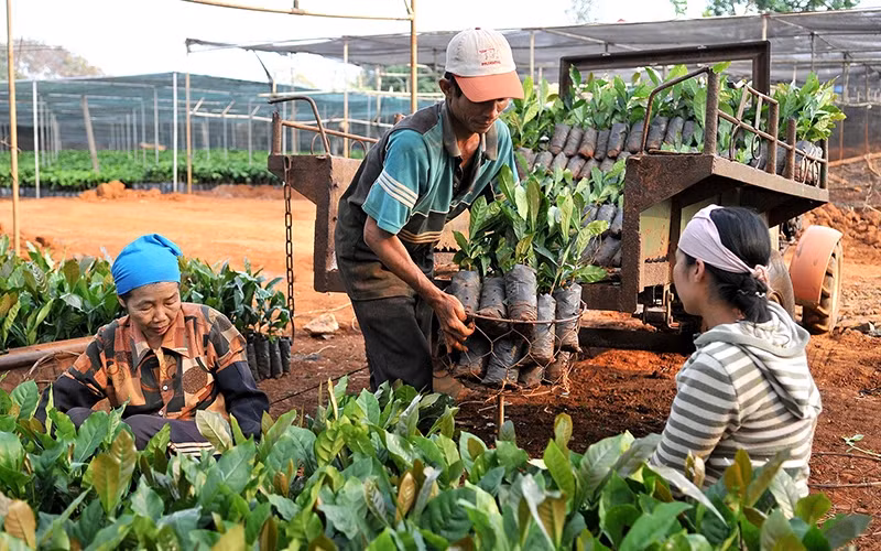 Preparing coffee seedlings for the new crop in Buon Ma Thuot City, Dak Lak. (Photo: ANH SON)